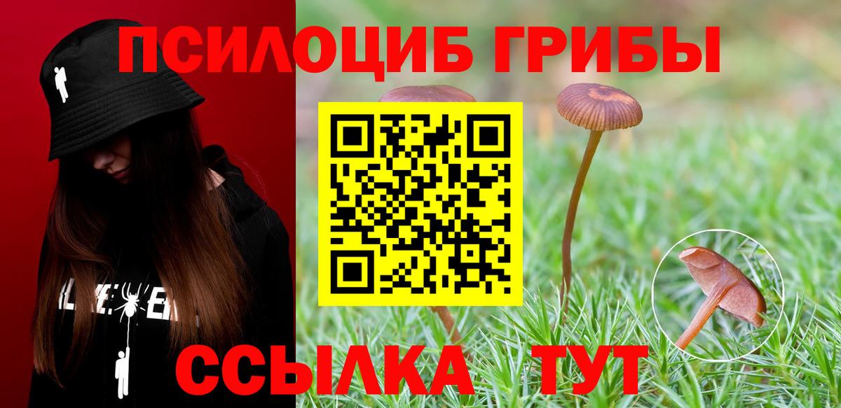 Псилоцибиновые грибы Cubensis Котлас