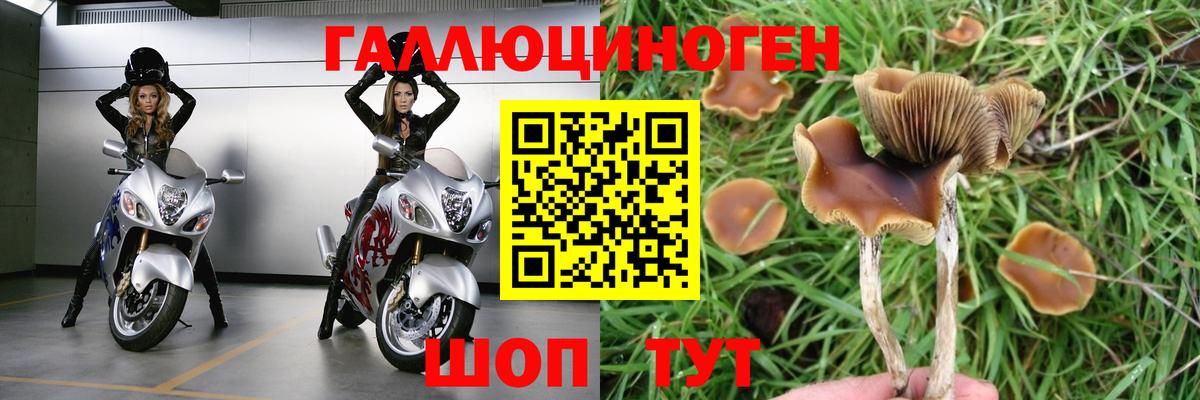 Котлас  Галлюциногенные грибы MAGIC MUSHROOMS  Вход с VPN 